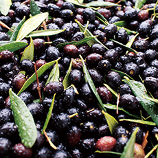 権威ある、イタリアスローフード協会発行「オリーブオイルガイドブック」掲載農家と直接契約