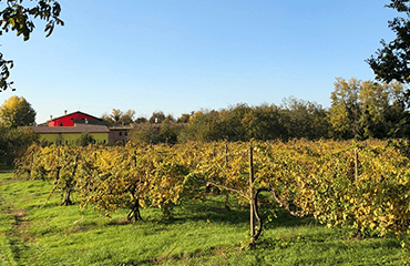 トスカーナ製の伝統的な樽でじっくり熟成